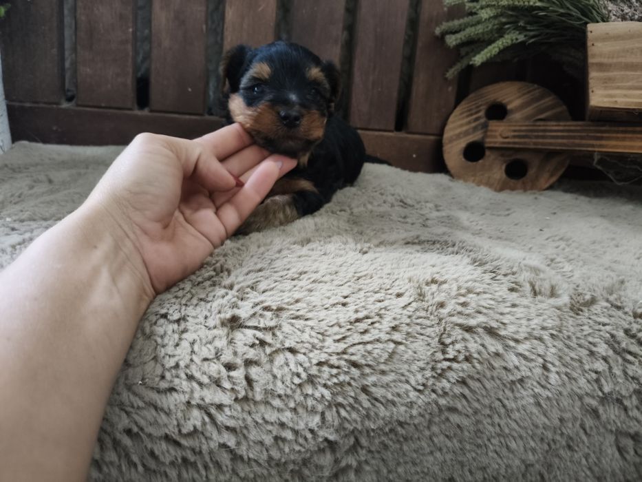 Yorkshire Terrier machinho