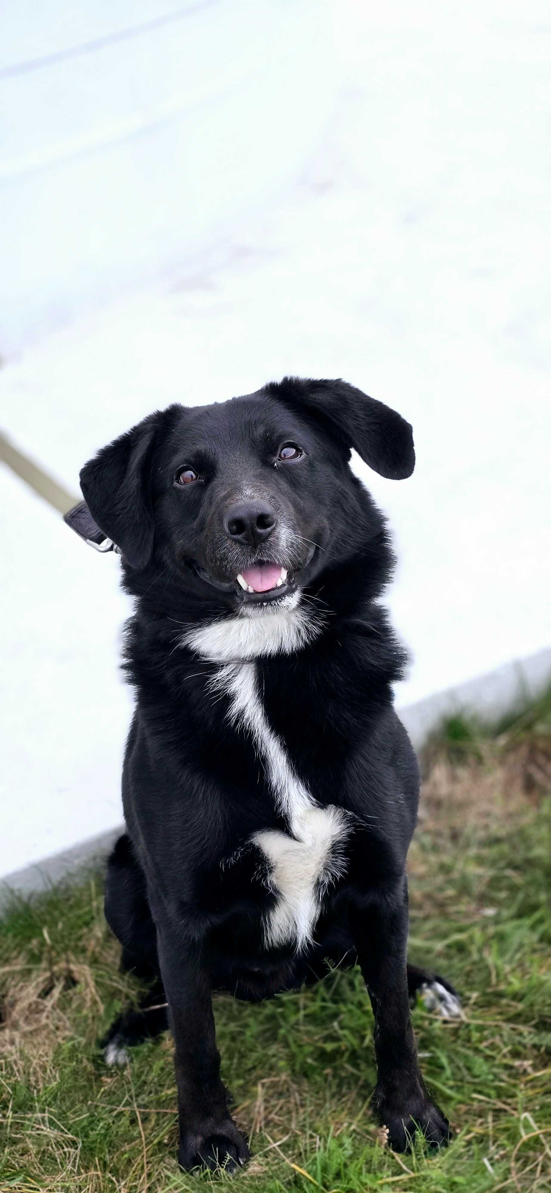 Piękny Rico poleca sie do adopcji