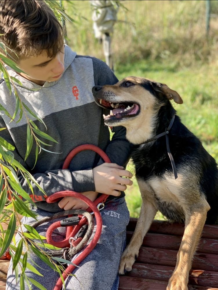 Ares do adopcji szuka kochającego domu Gilow