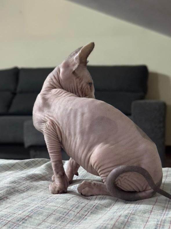 Sphynx Bicolor - Menina