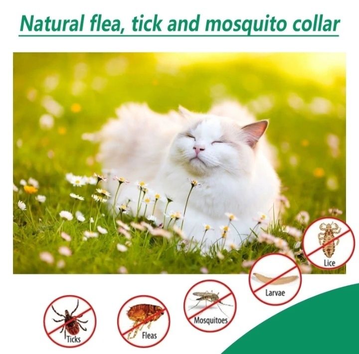 Obroża dla kota na kleszcze pchły owadobójcza do 8 miesięcy