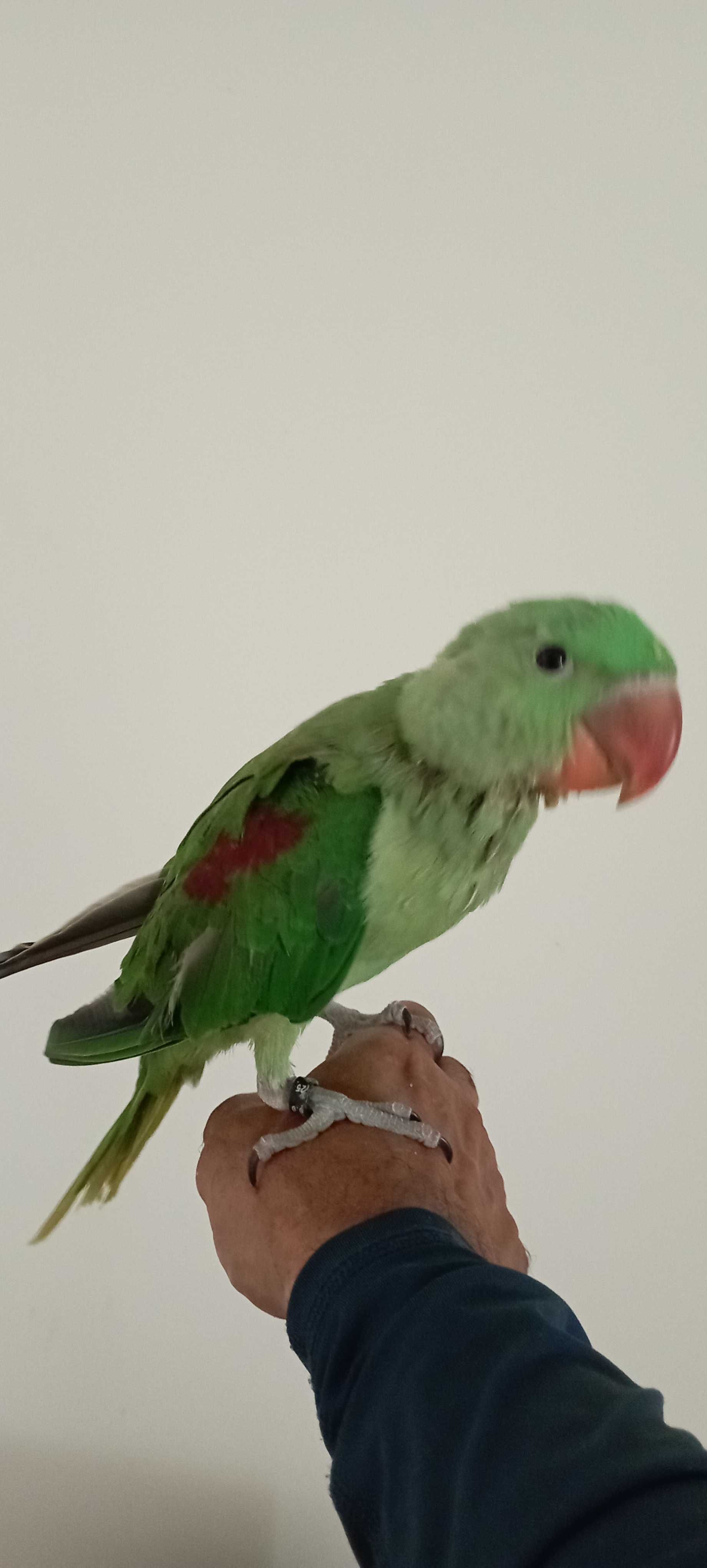 Papagaio alexandrino macho, ave ótima para pet ,