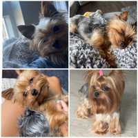 Yorkshire terrier suczka 6 miesiecy