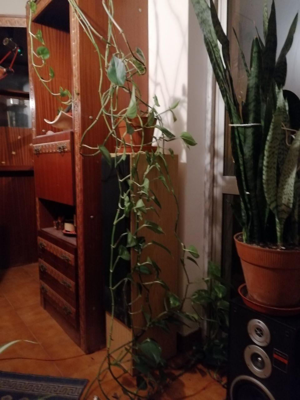 Plantas interior e exterior