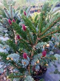 Świerk dwubarwny Picea Bicolor