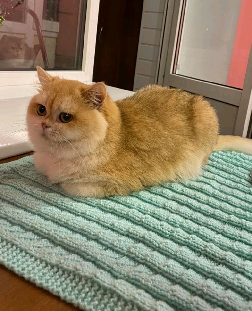 В'язка золотого котика  - ЛЕОНА !