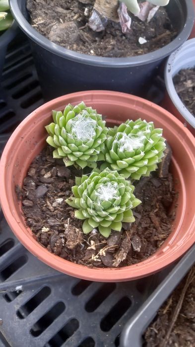 Suculentas baratas