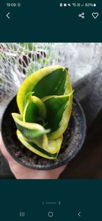 Sansevieria niska.