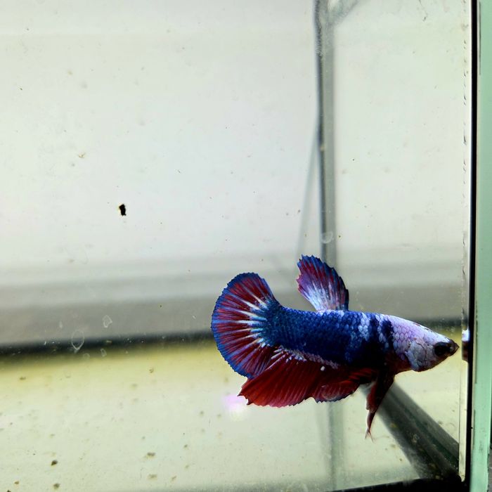 Bojownik HMPK dragon