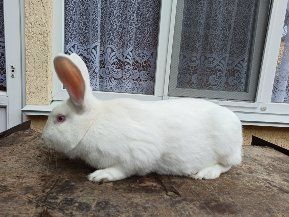 Кролі породи термондська біла,термонці,термонська біла,термони