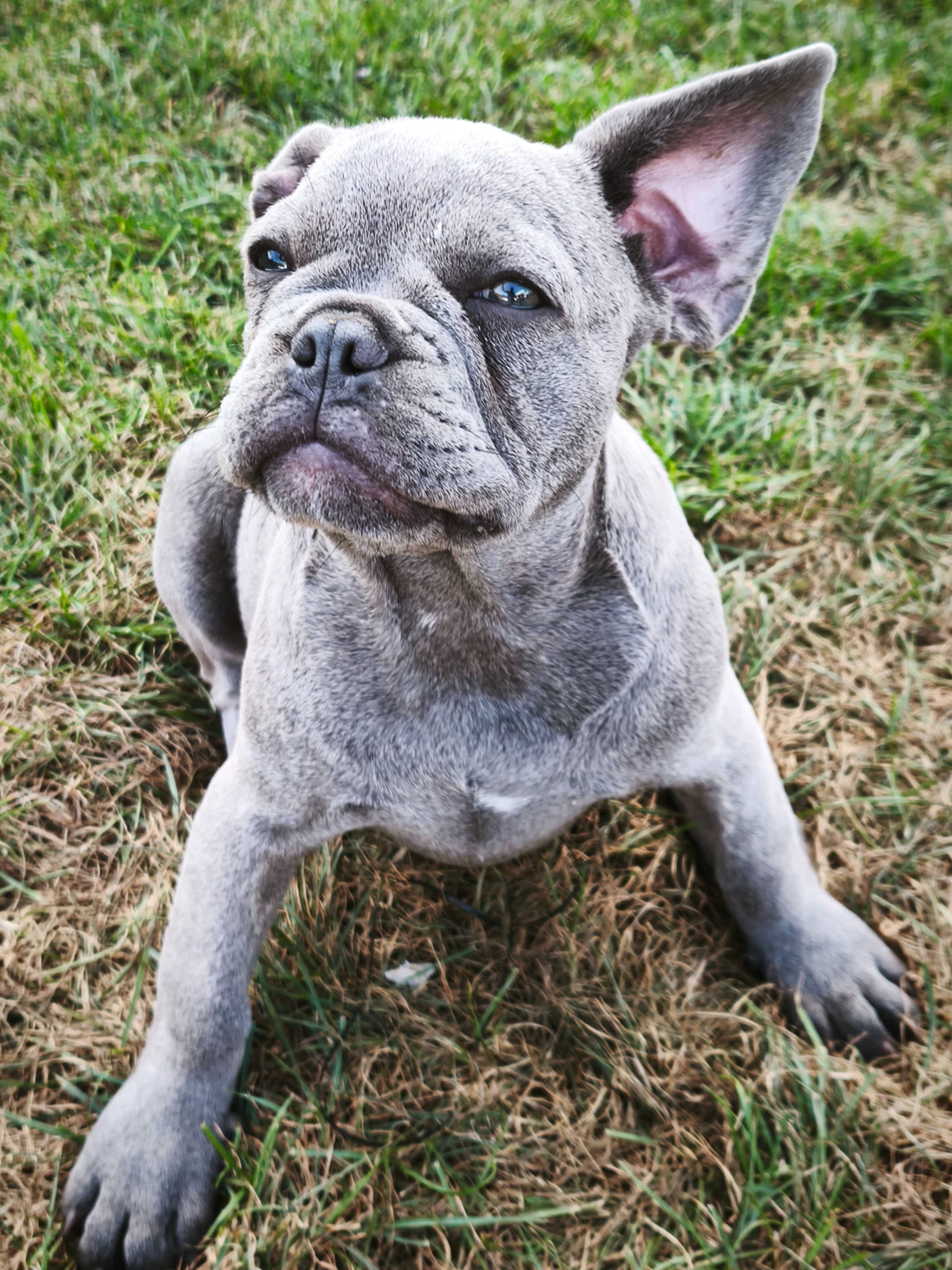 Buldog francuski