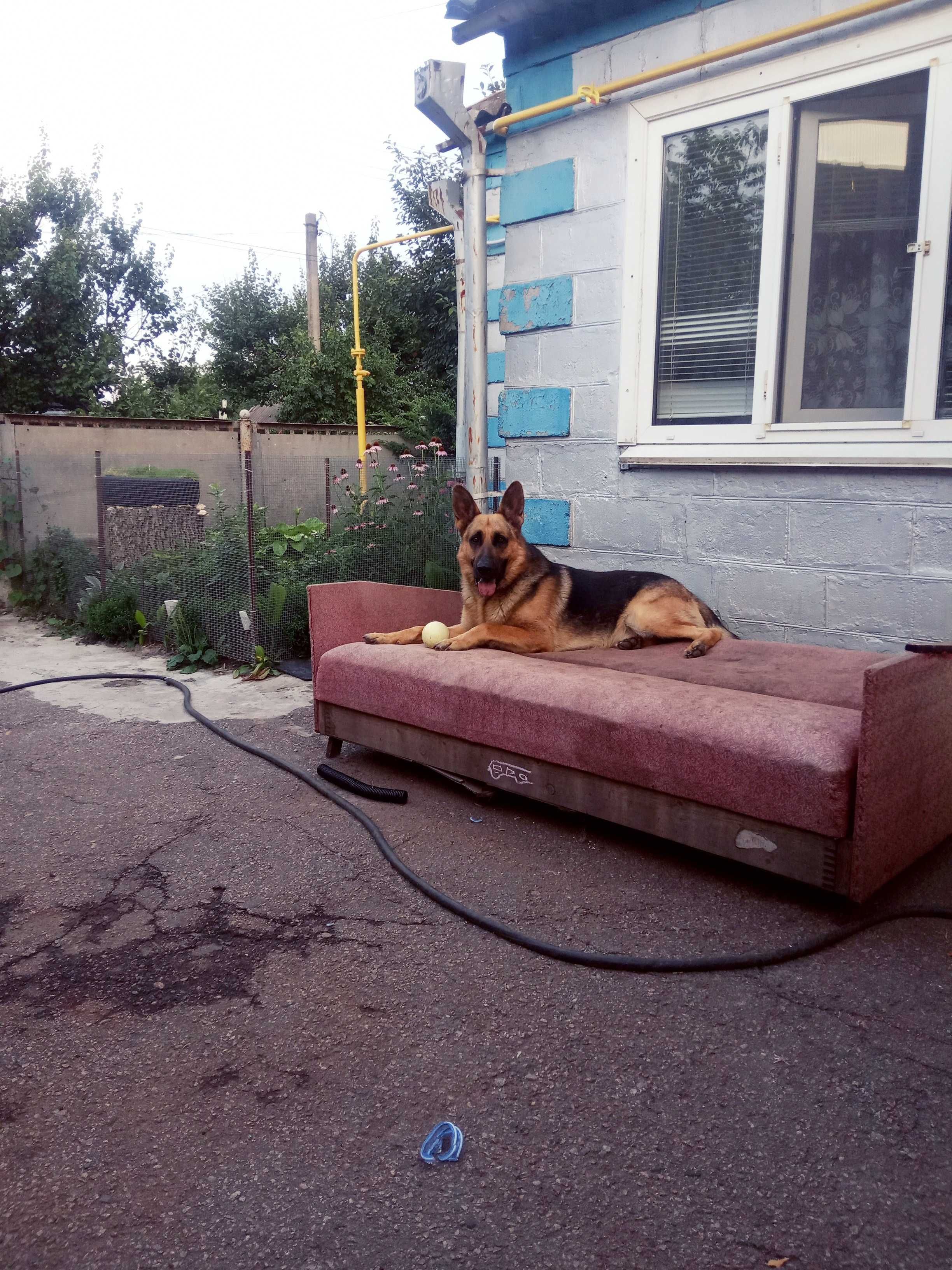 В'язка собаки (нім. вівчарка)