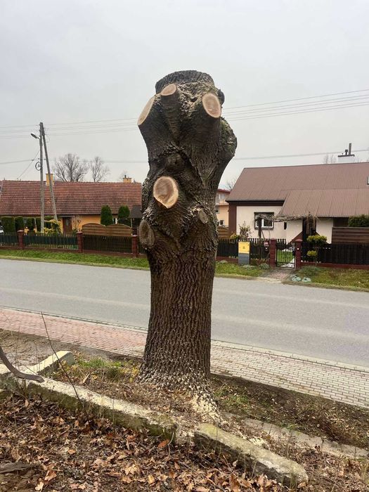 DĄB w klocku, kłoda