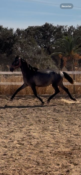 Poldro Lusitano Puro 2 anos