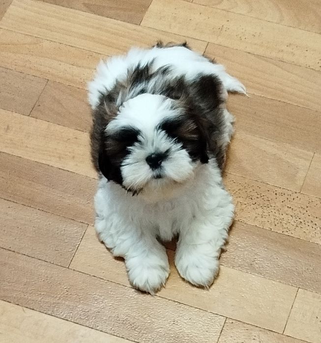 Чистокровний Ши-тцу хлопчик цуцик