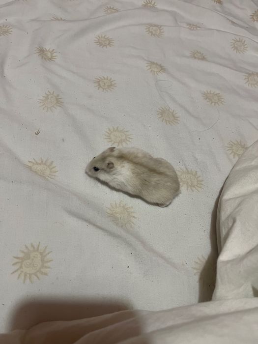 Хомячки шунгарики  безкоштовно