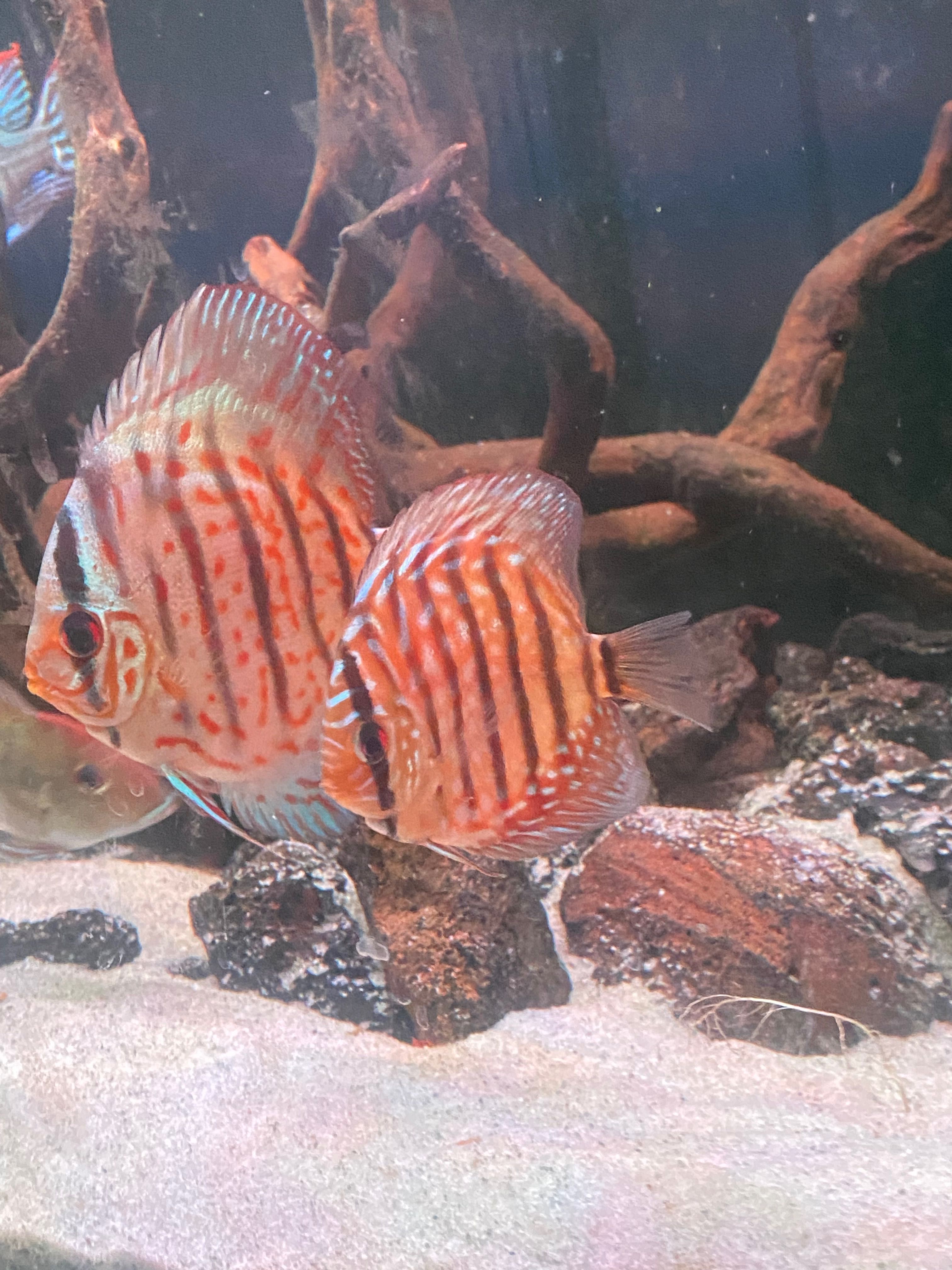 DISCUS Várias espécies
