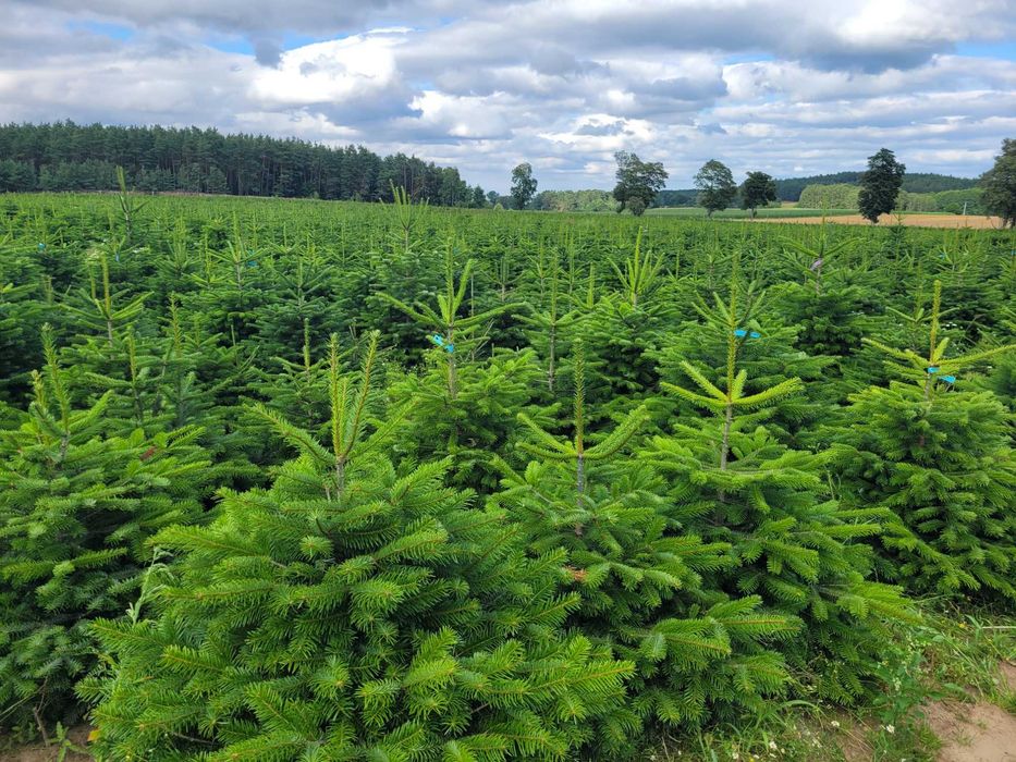 Jodła Kaukaska Cięta 150 - 200 cm PREMIUM / w donicy - TuChoinki.pl