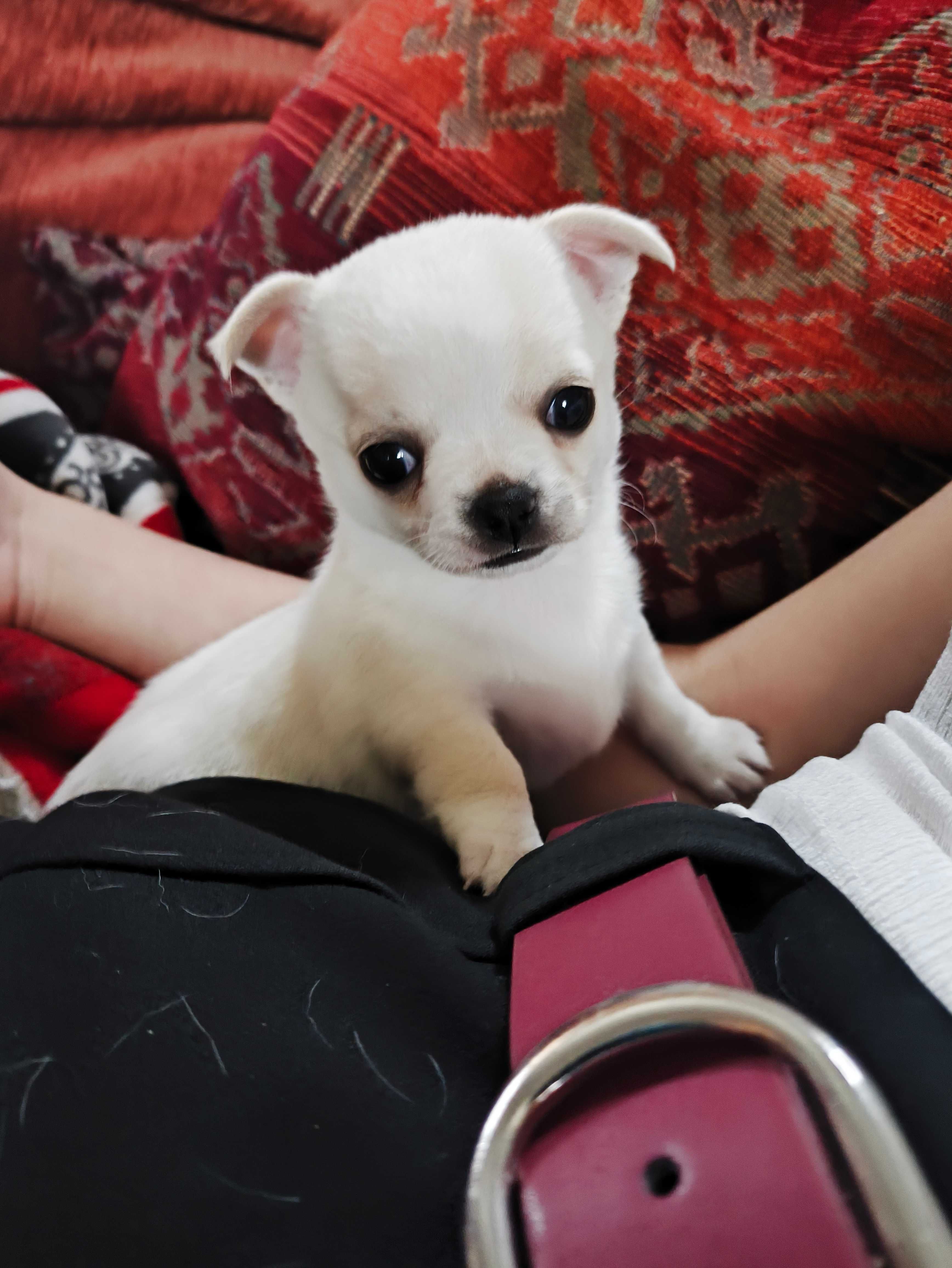 SUCZKA Chihuahua Krótkowłosa po Ch.PL, W-wa