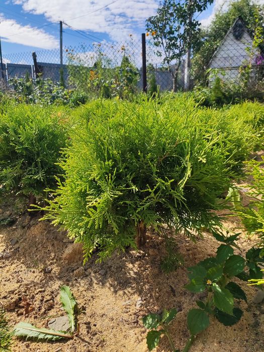 Туя Даніка Ауреа