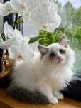 Piekny kocurek  Ragdoll  gotowa do odbioru