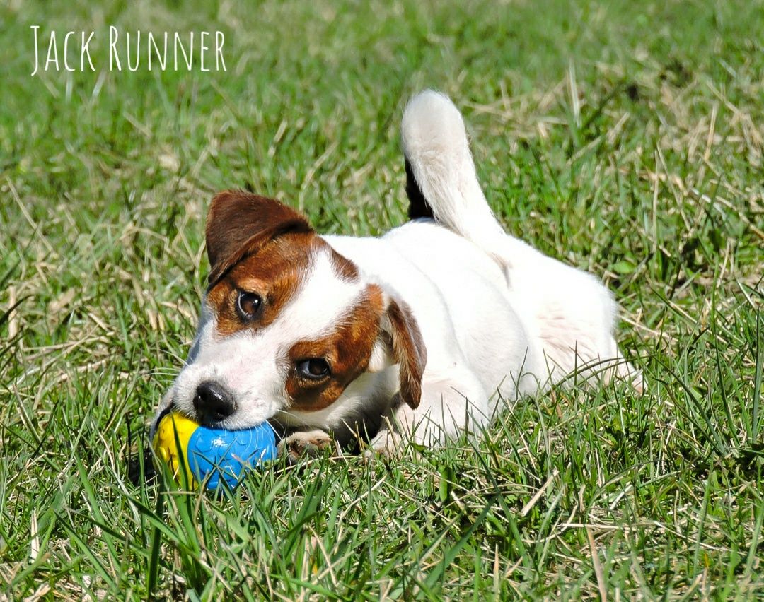 Jack russell terrier FCI