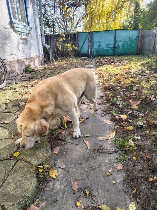 Віддам лабрадора в добрі руки