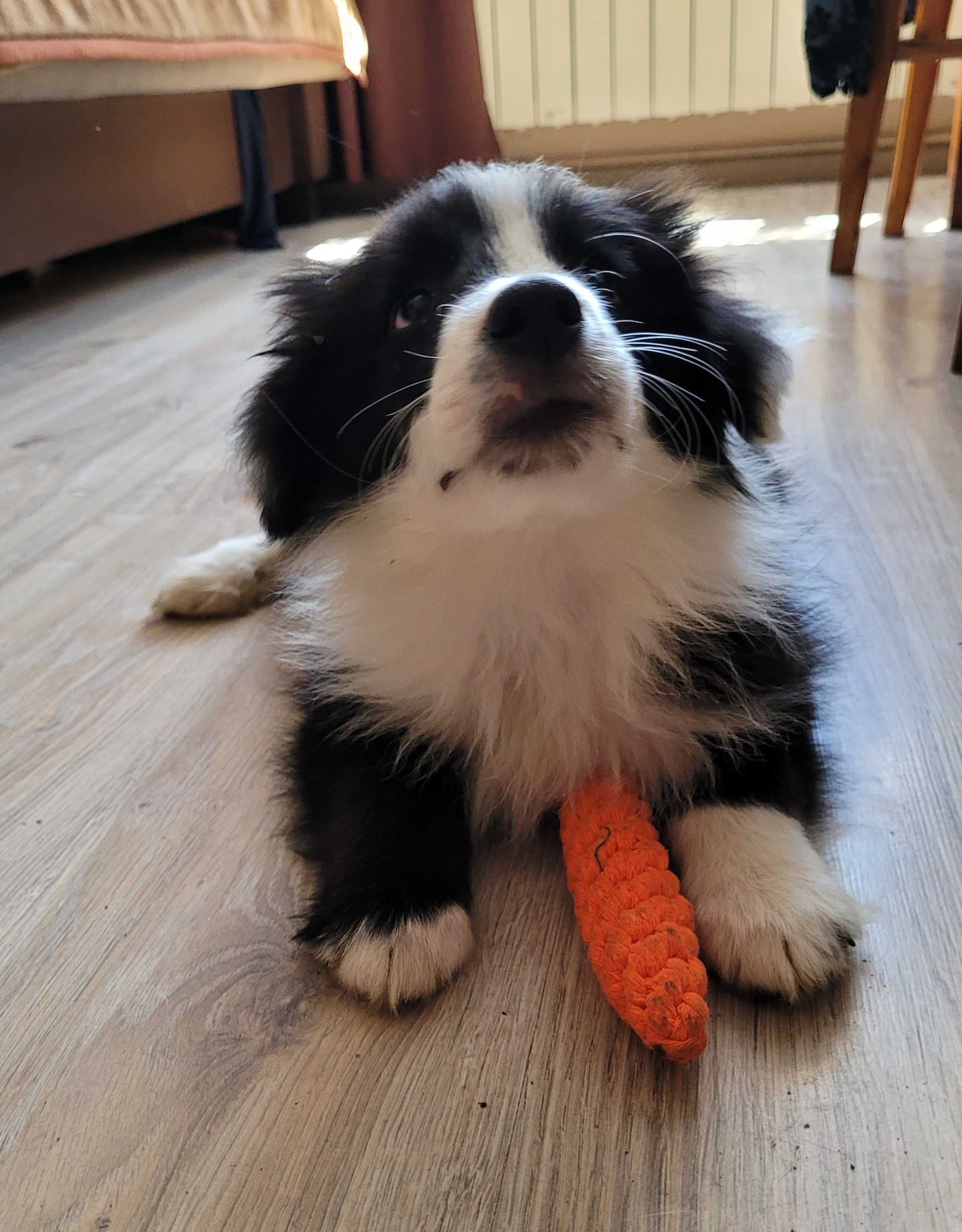 Border collie z metryka Fci.Okazja!