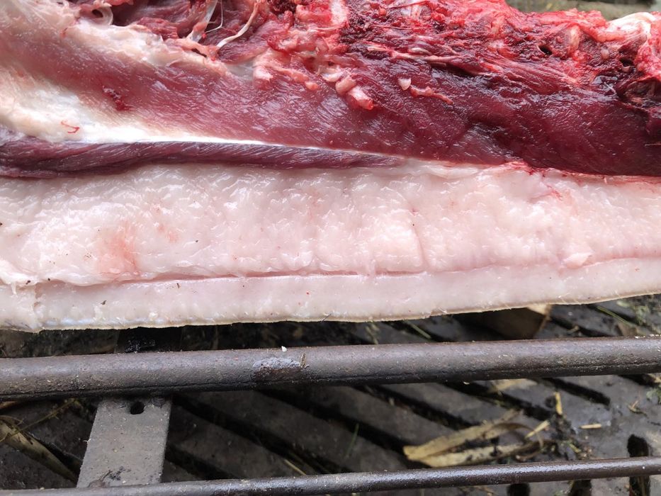 Поросята породи Мангалиця, є забій вагою 60-120 кг тушка, по100 гривен