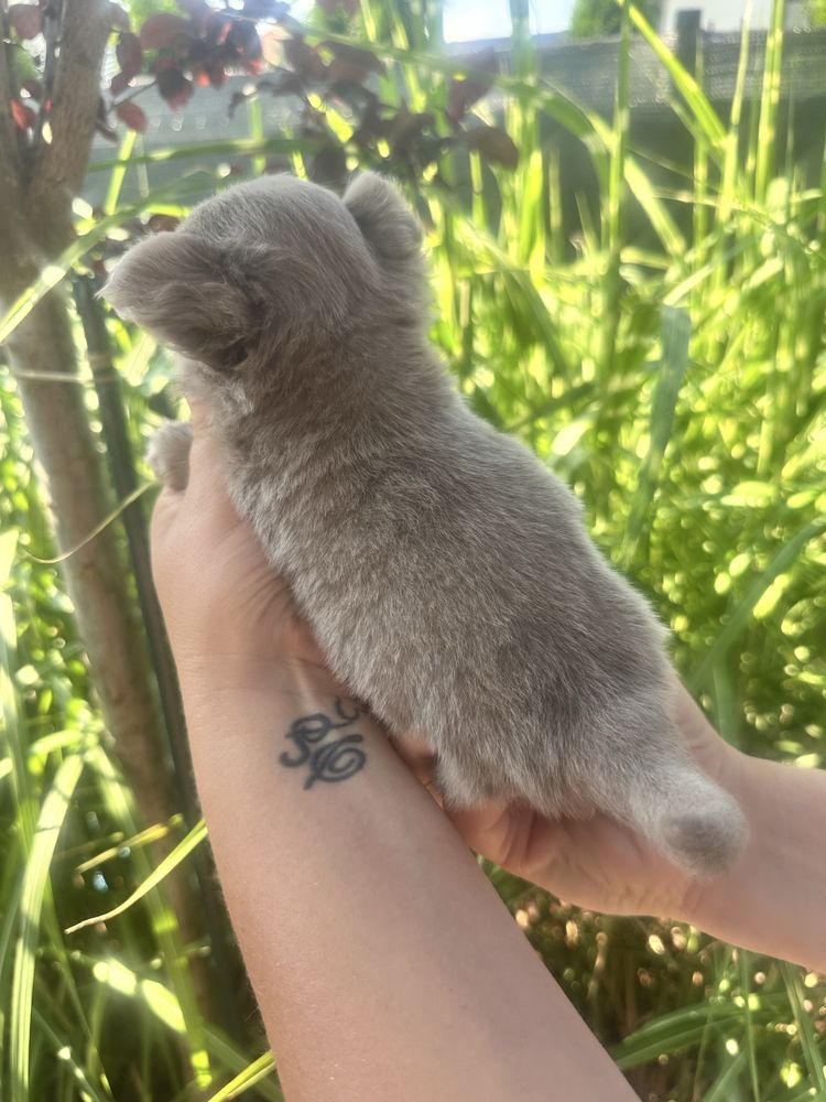 ***laleczka mini sunia chihuahua***