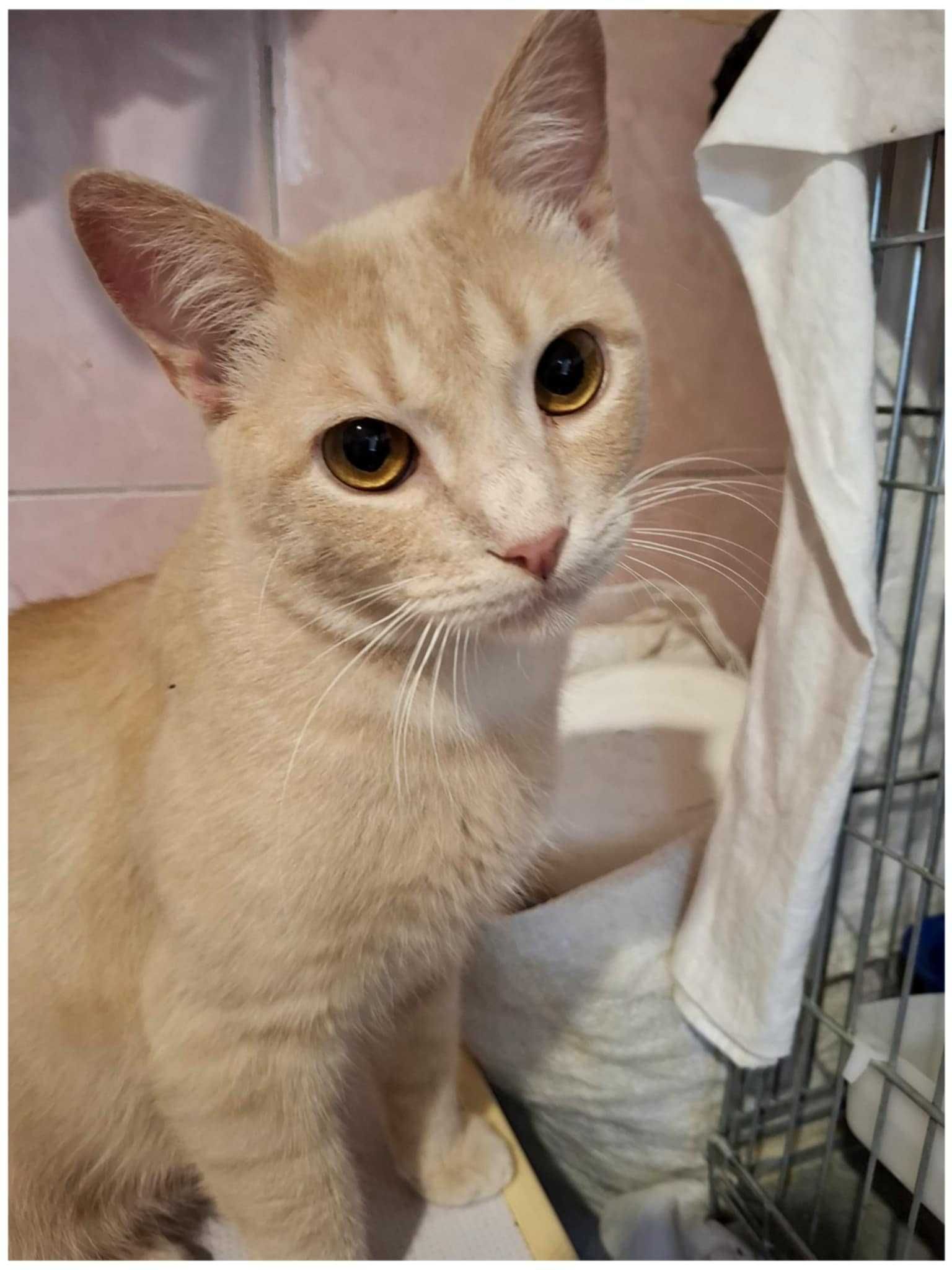 Котик,кіт,рудий,персиковий,гарний,молодий,золотий,кастрований,веселий