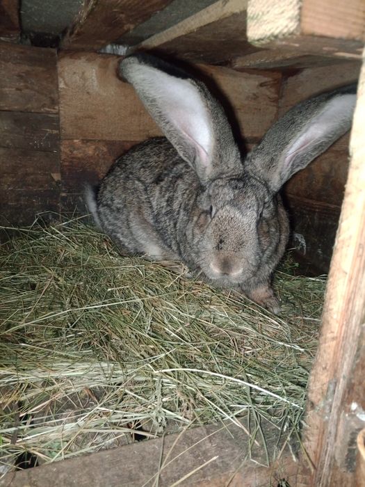 Продам кроля ...