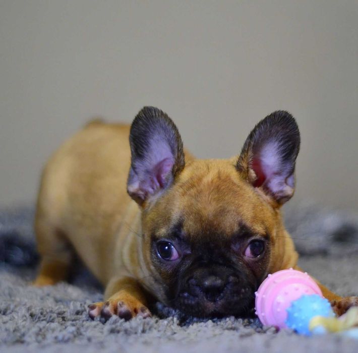 Французький бульдог в'язка рижий хлопчик