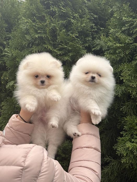 Цуценята померанського шпіца