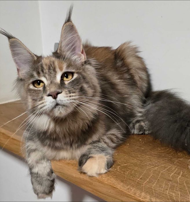 Maine coon kotka Umi niebieska szylkretka pregowana