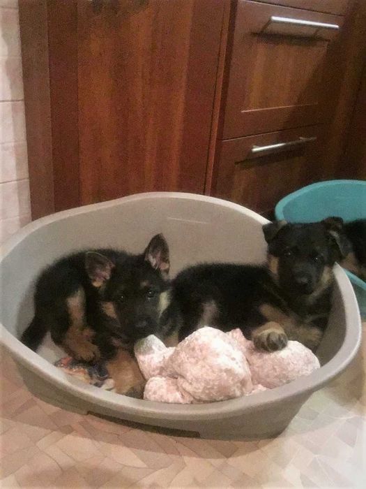 Крупні, породні цуценята німецької вівчарки від робочих батьків!