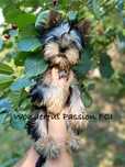 York Yorkshireterrier FCI ZKwP