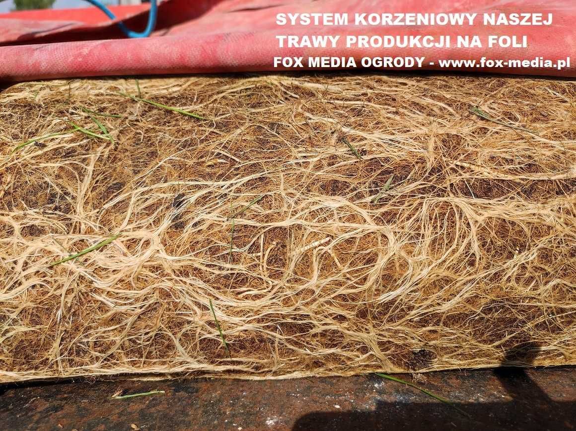 FIRMA OGRODNICZA Trawnik z rolki, Wymiana trawnika, Siew, Nawodnienie
