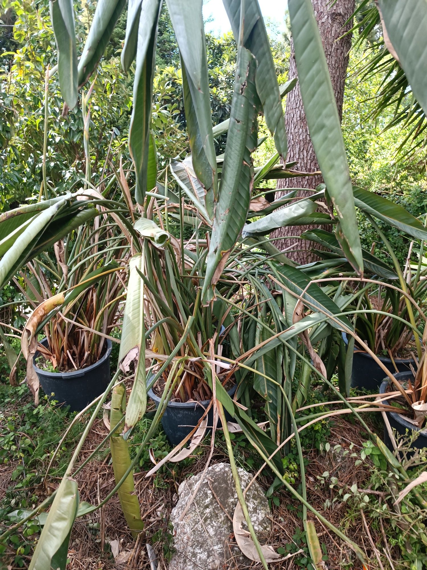 Planta Estrelícia