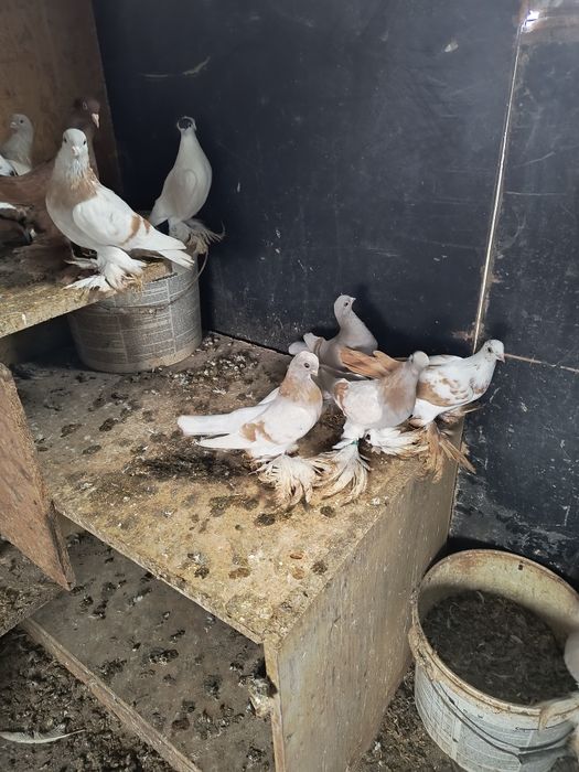 Gołębie ozdobne różne