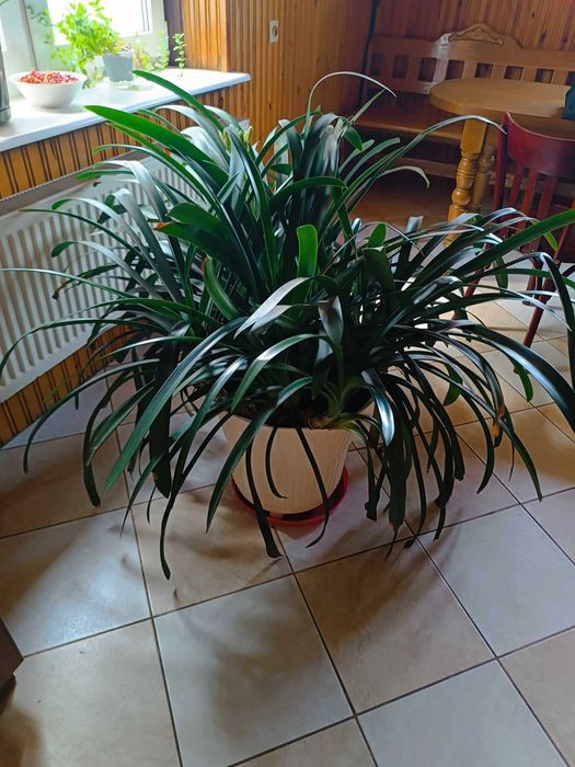 Ogromna Kliwia pomarańczowa Kwiat doniczkowy