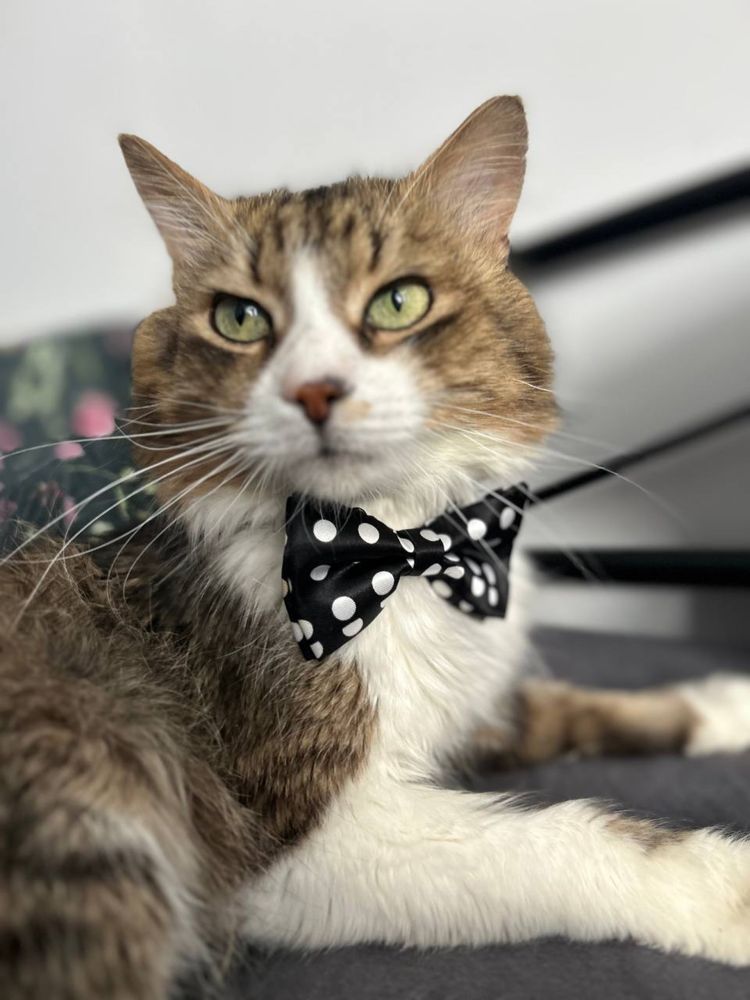 Котик Сирник дуже гарний хлопчик