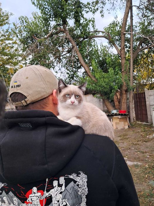 Киця в добрі руки