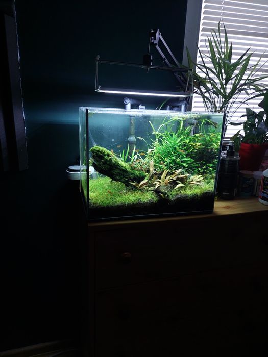 OKAZJA Zestaw akwarium 30l z wyposażeniem / Aranżacja / Roślinne / Co2