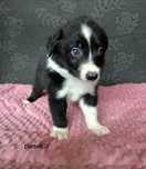 Border Collie piesek czarno-biały