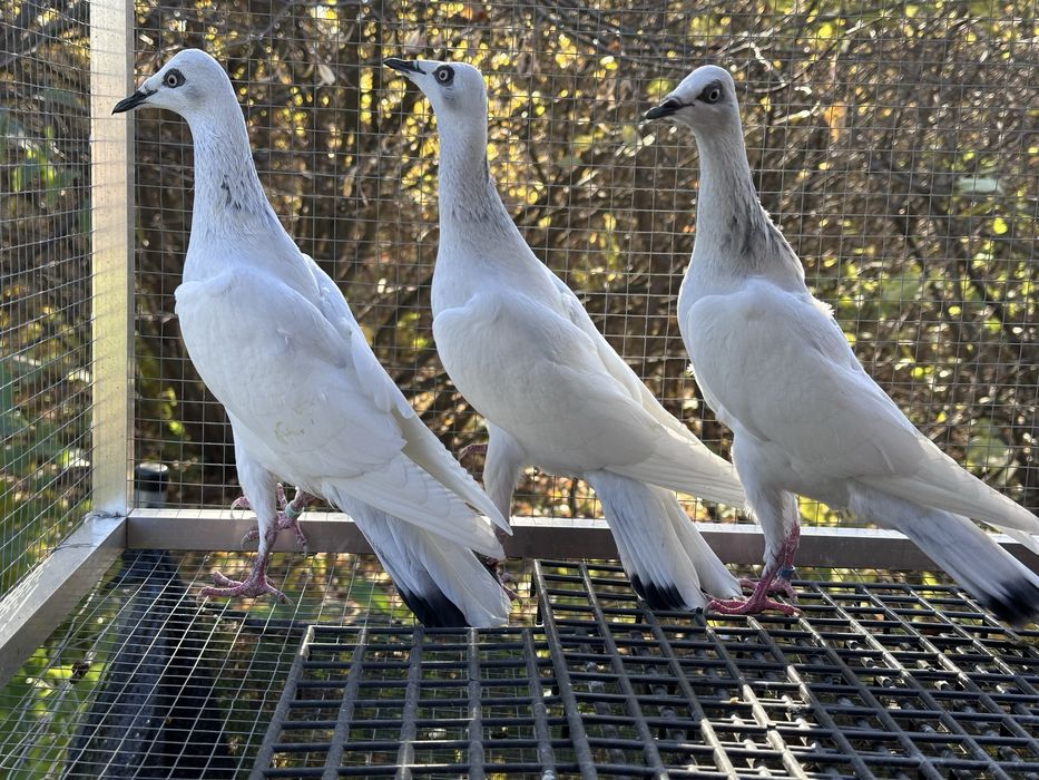 Srebrniaki wyloty 25r