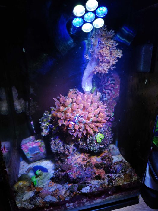 Akwarium morskie z koralowcami i uruchomieniem prezent pod choinkę