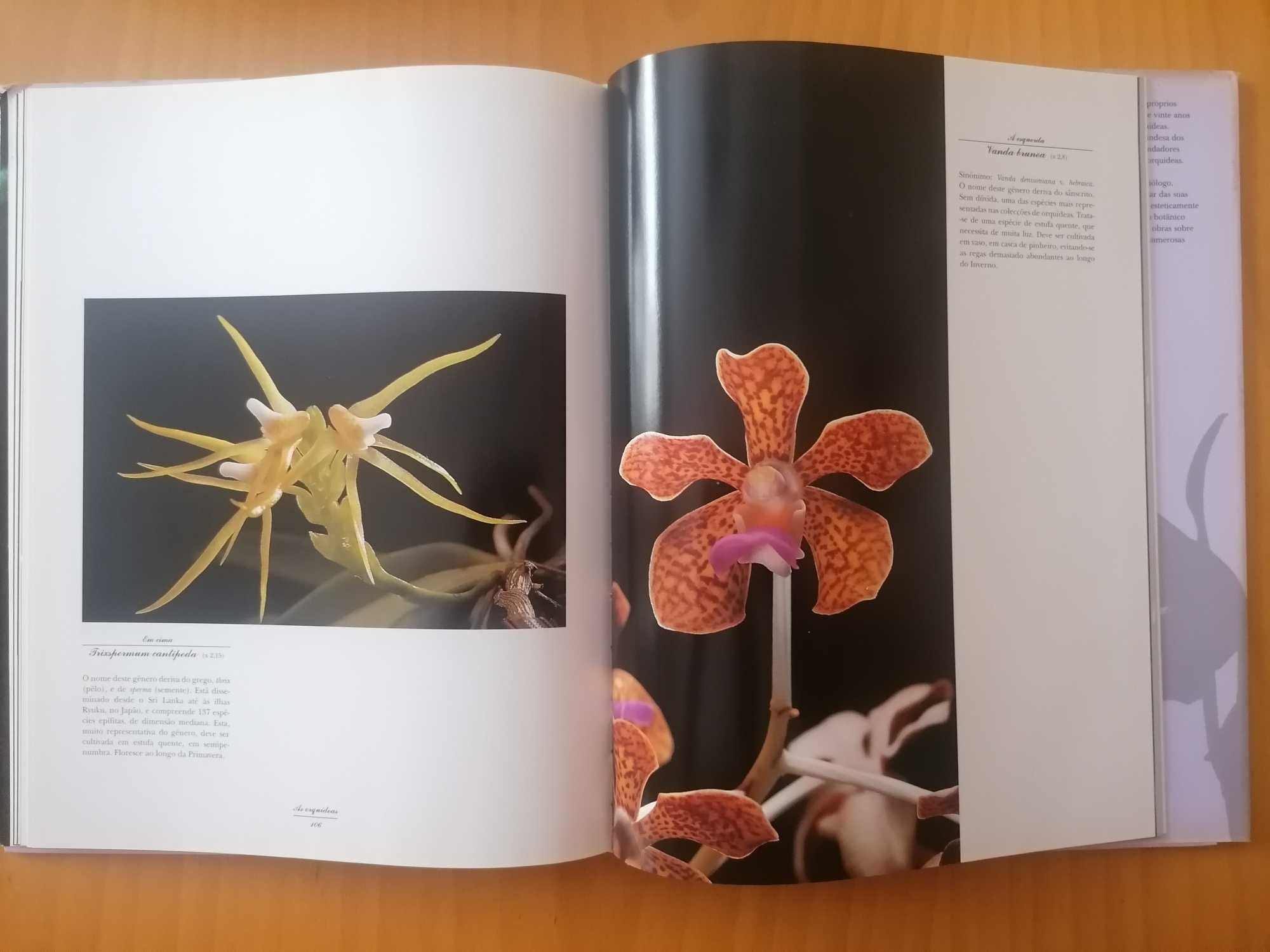 Orquídeas // Paul Starosta/Michel Paul