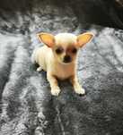 Chihuahua krótkowłosy
