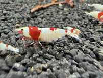 Krewetki Caridina-Pure Red Line (PRL) Crystal Red
